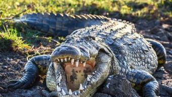 鳄鱼分署,揭秘神秘水域的生态传奇