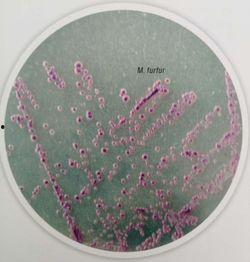 紫色 1985,回顾那个时代的色彩传奇